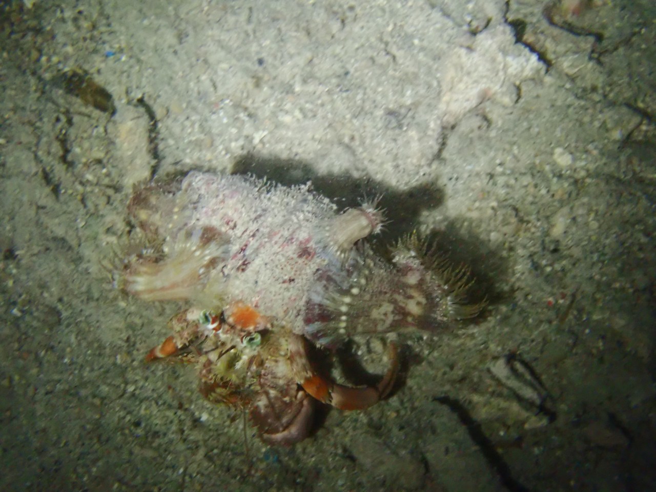 Dardanus pedunculatus